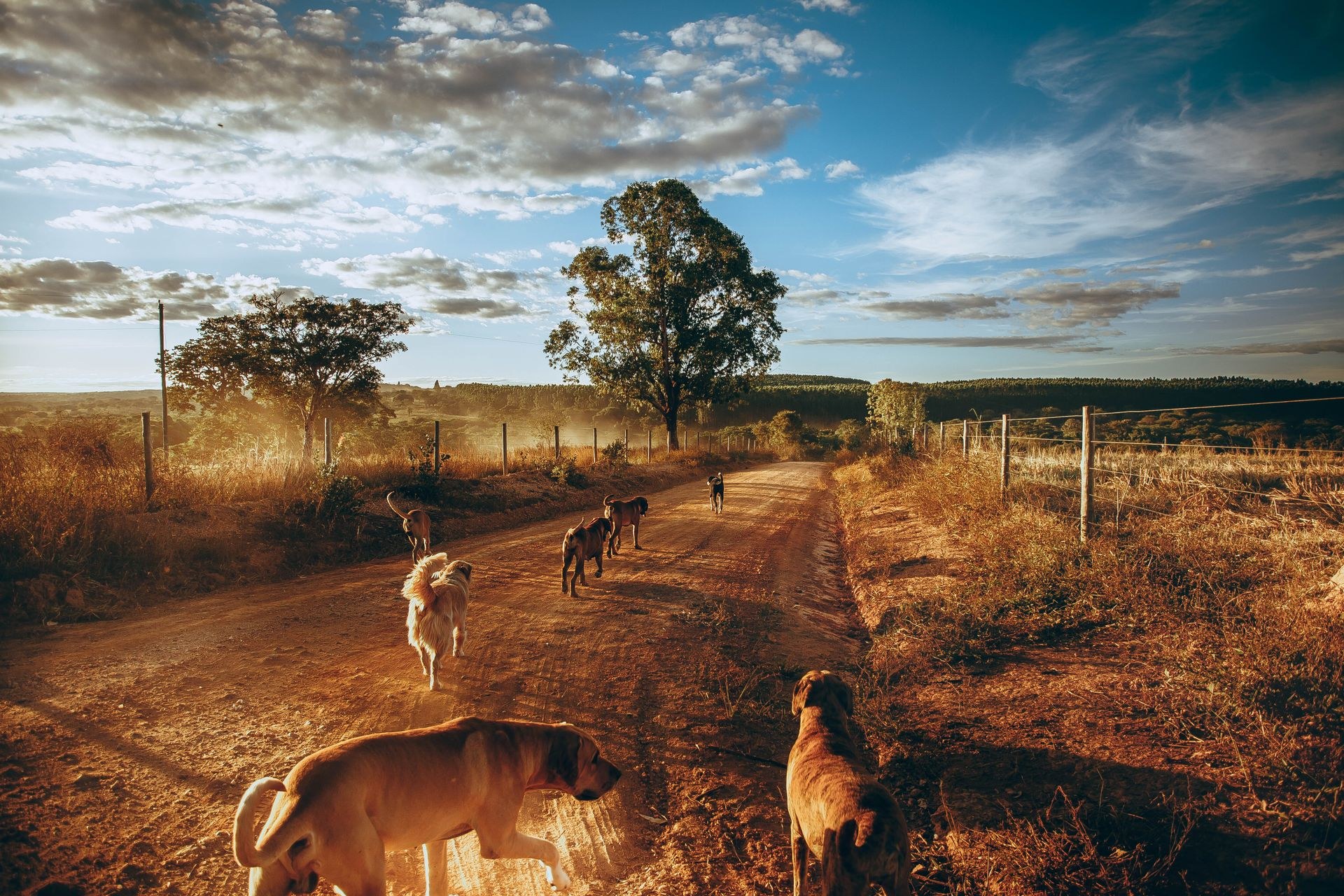 A pack of dogs of different breeds walking together along a countryside track in warm golden light